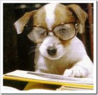 /album/tudosobrecachorrosegatos/cachorro-estudioso-jpg1/